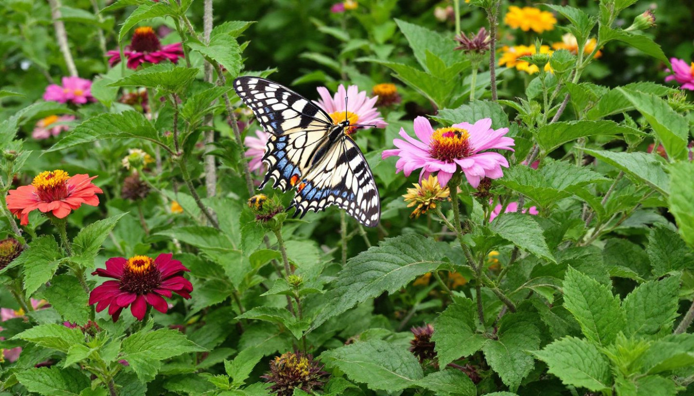 Wie kann Ihr Garten zur Steigerung der Biodiversität beitragen?